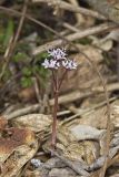 Harbinger of Spring, Erigenia bulbosa