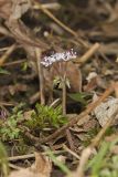 Harbinger of Spring, Erigenia bulbosa