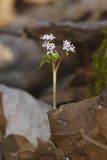 Harbinger of Spring, Erigenia bulbosa