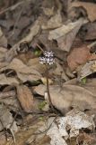 Harbinger of Spring, Erigenia bulbosa
