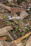 Harbinger of Spring, Erigenia bulbosa