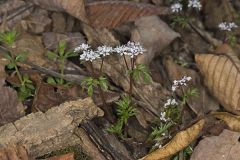 Harbinger of Spring, Erigenia bulbosa