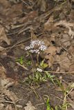 Harbinger of Spring, Erigenia bulbosa