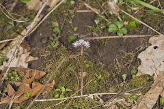 Harbinger of Spring, Erigenia bulbosa