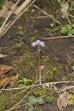 Harbinger of Spring, Erigenia bulbosa