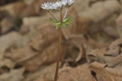 Harbinger of spring, Erigenia bulbosa