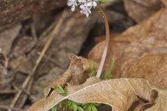Harbinger of spring, Erigenia bulbosa