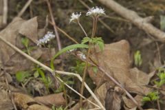 Harbinger of spring, Erigenia bulbosa
