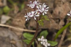 Harbinger of spring, Erigenia bulbosa