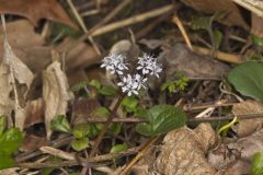 Harbinger of spring, Erigenia bulbosa