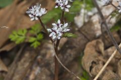 Harbinger of spring, Erigenia bulbosa