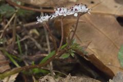 Harbinger of spring, Erigenia bulbosa