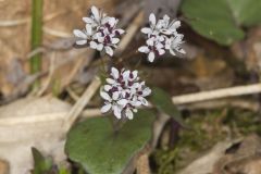 Harbinger of spring, Erigenia bulbosa