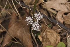 Harbinger of spring, Erigenia bulbosa