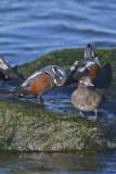 Harlequin Duck, Histrionicus histrionicus