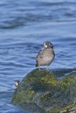 Harlequin Duck, Histrionicus histrionicus