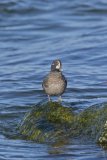 Harlequin Duck, Histrionicus histrionicus