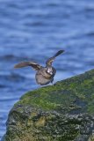Harlequin Duck, Histrionicus histrionicus