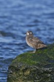 Harlequin Duck, Histrionicus histrionicus