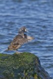 Harlequin Duck, Histrionicus histrionicus