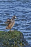 Harlequin Duck, Histrionicus histrionicus