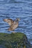 Harlequin Duck, Histrionicus histrionicus