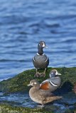 Harlequin Duck, Histrionicus histrionicus