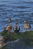 Harlequin Duck, Histrionicus histrionicus