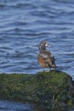 Harlequin Duck, Histrionicus histrionicus