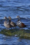 Harlequin Duck, Histrionicus histrionicus