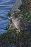 Harlequin Duck, Histrionicus histrionicus