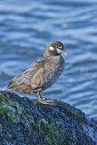 Harlequin Duck, Histrionicus histrionicus
