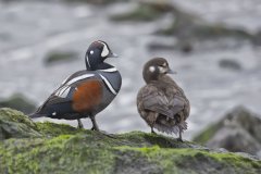 Harlequin Duck, Histrionicus histrionicus