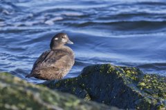 Harlequin Duck, Histrionicus histrionicus