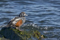 Harlequin Duck, Histrionicus histrionicus