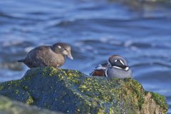 Harlequin Duck, Histrionicus histrionicus