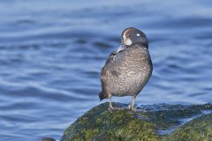 Harlequin Duck, Histrionicus histrionicus