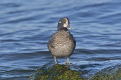 Harlequin Duck, Histrionicus histrionicus