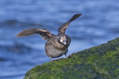 Harlequin Duck, Histrionicus histrionicus
