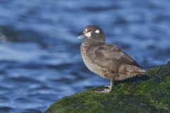 Harlequin Duck, Histrionicus histrionicus