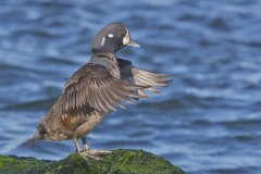 Harlequin Duck, Histrionicus histrionicus