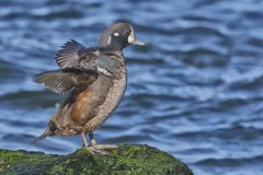 Harlequin Duck, Histrionicus histrionicus