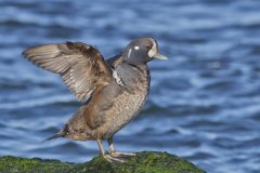 Harlequin Duck, Histrionicus histrionicus