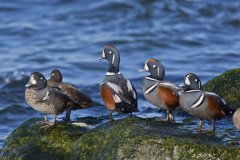 Harlequin Duck, Histrionicus histrionicus