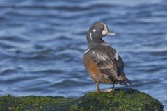 Harlequin Duck, Histrionicus histrionicus