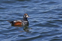 Harlequin Duck, Histrionicus histrionicus