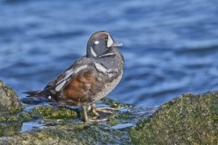 Harlequin Duck, Histrionicus histrionicus