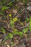 Heart-leaved Golden alexander, Zizia aptera