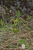 Heart-leaved Golden alexander, Zizia aptera