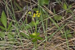 Heart-leaved Golden Alexander